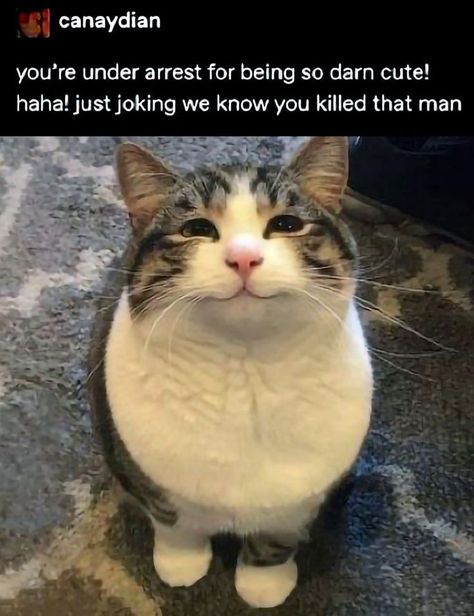 Cat Memes Hilarious, Memes Hilarious Laughing, Silly Cars, Silly Cats Pictures, Memes Hilarious, Silly Animals, Cat Person, Cats Cute, Funny Cute Cats