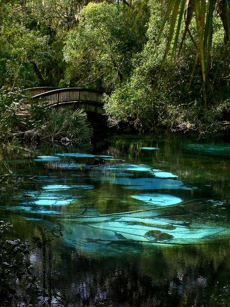 The 30 Most Beautiful Nature Photography Ocala National Forest, Florida Adventures, Beauty Professional, Nature Architecture, Photo Blog, Florida Vacation, Florida Travel, Ethereal Beauty, Alam Semula Jadi