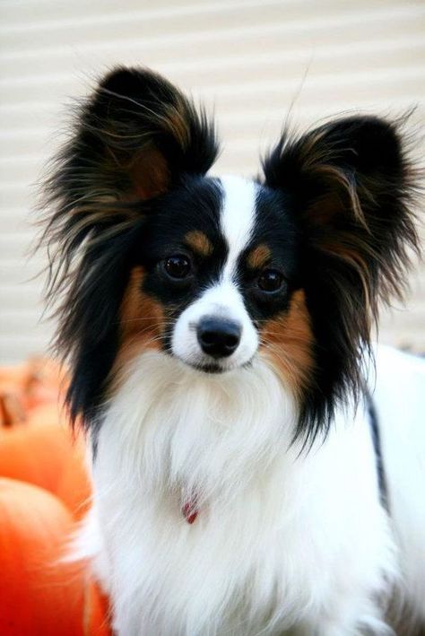 14 Charming And Lovely Pics Of Papillons You Will Love Papillon Dog Puppy, Cutest Dog Breeds, Papillon Dogs, Pretty Puppy, Baby Belle, Papillon Puppy, Top Dog Breeds, Papillon Dog, Dogs Breeds