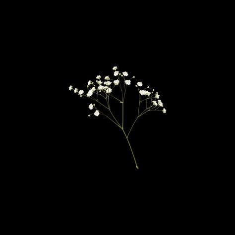 Baby's Breath Drawing, Babys Breath Aesthetic, Breath Aesthetic, Baby Breath, Simple Phone Wallpapers, Simple Iphone Wallpaper, Baby S Breath, Apple Wallpaper Iphone, Apple Wallpaper