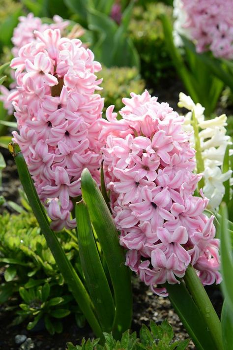 "Pretty in Pink" Hyacinth Hyacinth Bouquet, Pink Hyacinth, Pretty Pink Flowers, Hyacinth Flowers, Spring Garden Flowers, Butchart Gardens, Perennial Flowers, Victoria B, Shade Perennials