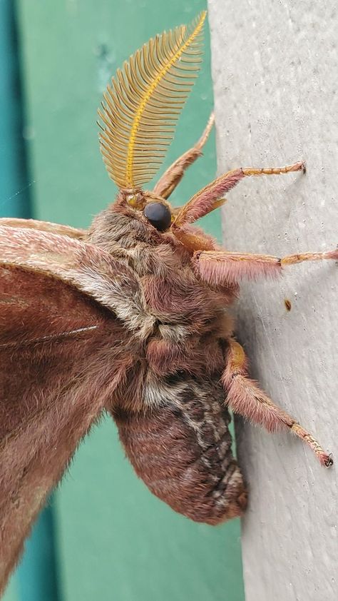 Cute Moth, Beautiful Butterfly Photography, Perspective Drawing Architecture, Moth Art, Cool Bugs, I Love Lamp, Beautiful Bugs, Arthropods, Bees Knees