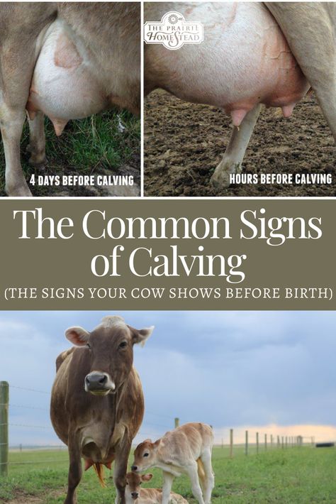 Raising Cows For Beginners, Cow Enrichment, How To Care For Cows, Cow Care, Raising Highland Cattle, Raising Beef Cattle, Raising Cows, Family Cow, Dairy Cattle Showing