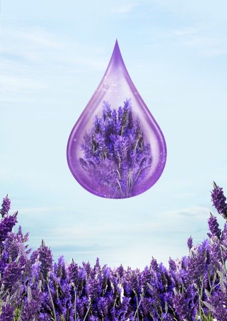 Essential of lavender oil | Premium Photo #Freepik #photo #flower #summer #sky #beauty Lavender Background, Attractive Background, Oil Image, Lavender Water, Flower Scent, Blurred Background, Lavender Fields, Top View, Female Poses