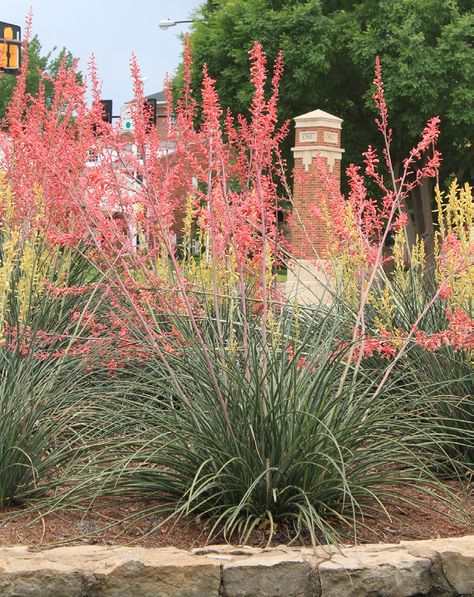 Red Yucca Plant, Red Yucca, Drought Tolerant Perennials, Flowering Quince, Yucca Plant, Native Plant Gardening, Perennial Border, Green Things, Front Landscaping