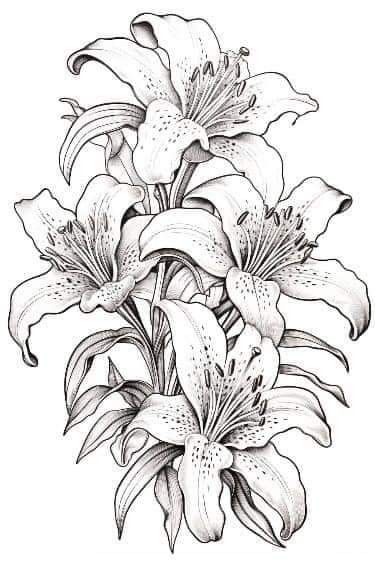 Lilies Drawing, Hip Tattoo, Lily, Collage, Tattoos, Drawings, Flowers, Pins, Quick Saves