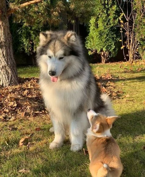 Alaska Dog, Malamute Husky, Cute Fluffy Dogs, Malamute Dog, Malamute Puppies, Cute Dog Pictures, Dog Store, Fluffy Dogs, Alaskan Malamute