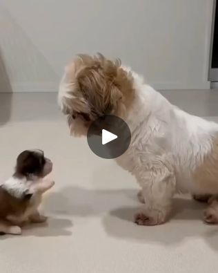 Toy Shih Tzu, Shih Tzu Puppy Cut, Teacup Shih Tzu, Perro Shih Tzu, Chien Shih Tzu, Shitzu Dogs, Shitzu Puppies, Shih Tzu Funny, Talking Dog