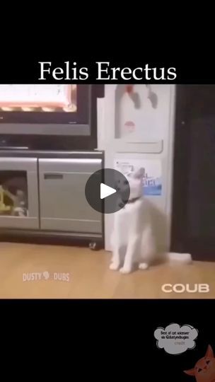 Cat Voice, Funniest Animals, Animals Video, Funny Cat, Videos Funny, Funny Animal Videos, Animal Gifs, Funny Cats, Funny Animals