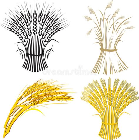 Four wheat sheaf. Illustration of four wheat sheafs , #spon, #sheaf, #wheat, #sheafs, #Illustration #ad Wheat Drawing, Wheat Vector, Wheat Sheaf, Drawing Stencils, Mandala Coloring Books, Vector Portrait, Watercolor Sketch, Applique Quilts, Mandala Coloring