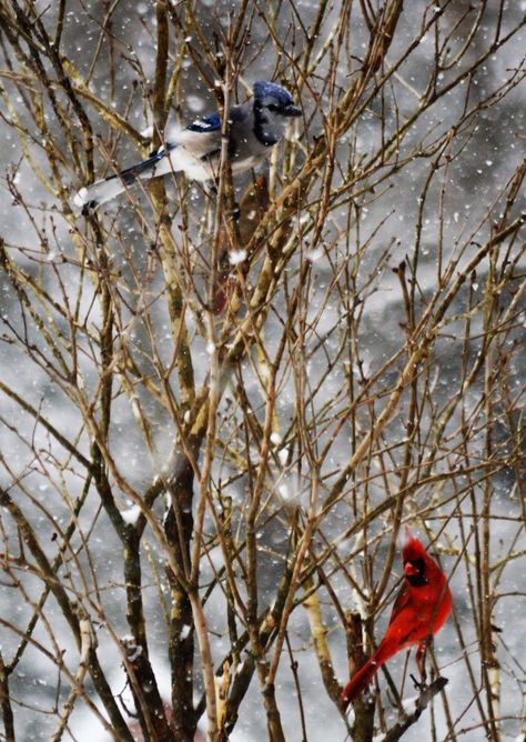 Blue Jay and Cardinal in the snow. Cardinal Aesthetic, Blue Jay And Cardinal, Jay Wallpaper, Snow Aesthetic, Blue Jay, The Snow, Wallpaper Iphone, Mood Boards, Jay