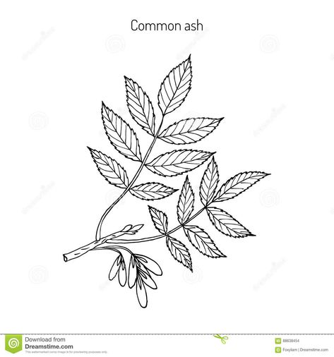 Tree Branch With Leaves, Tree Branch Tattoo, Botanical Vector, Tree Photos, Branch With Leaves, Branch Tattoo, Mom Tattoo Designs, Ash Tree, Tree Images