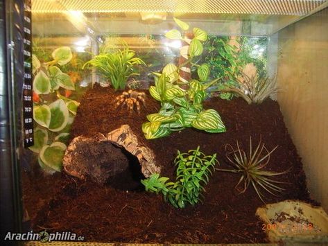 Tarantula Habitat: 20+ Awesome Tarantula Enclosures To Inspire You (IMAGES) - Tarantula Heaven Tarantula Enclosure Ideas, Tarantula Pet, Spider Habitat, Tarantula Habitat, Spider Aesthetic, Tarantula Enclosure, Bioactive Vivarium, Pet Tarantula, Spider Enclosure