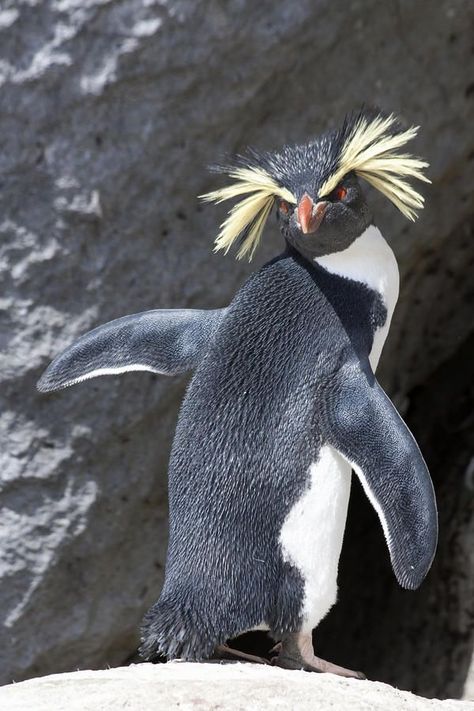 Rockhopper Penguin, Penguin Love, Animal Photos, Cute Penguins, 귀여운 동물, Bird Feathers, Sea Creatures, Beautiful Creatures, Beautiful Birds