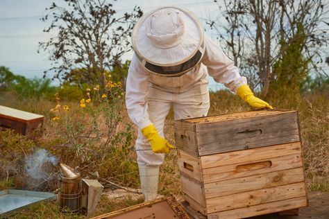 Landscaper Roger Cook and a professional beekeeper harvest honey, talk about hive health and show you how to maintain and grow your hive. Honey Harvesting, Harvesting Honey, Beekeeping Suit, Honey Extractor, Bee Boxes, Harvest Time, Bee Keeping, Bee Hive, Old Houses