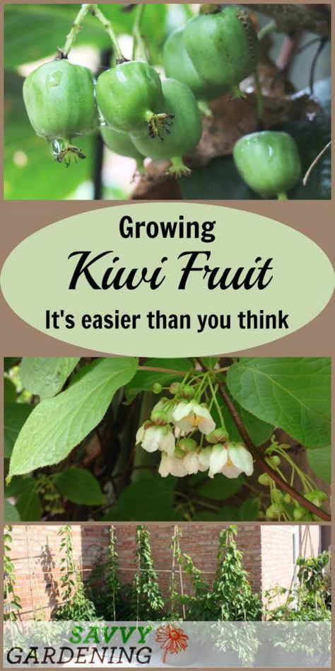 Growing kiwi fruit is easier than you think. Here's everything you need to know about growing this fruit. Growing Kiwi, Kiwi Growing, Fruit Tree Garden, Growing Fruit Trees, Organic Vegetable Garden, Veg Garden, Home Vegetable Garden, Kiwi Fruit, Organic Gardening Tips