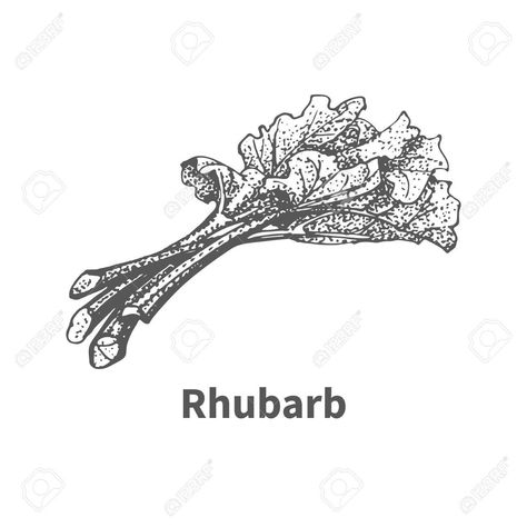 Rhubarb Tattoo, Rhubarb, Future Tattoos, White Background, Tatting, Vector Illustration, Doodles, How To Draw Hands, Clip Art