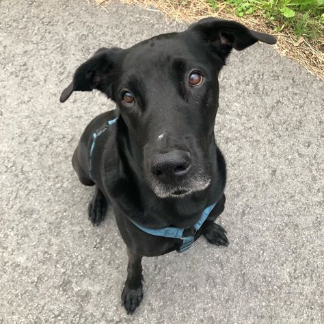 National Black Dog Day: 30 Beautiful, Black Dogs To Celebrate [PICTURES] Black Dog Day, Black Coats, Black Dogs, Dog Breeds Medium, Dog Day, Medium Dog, National Day, Black Dog, Beautiful Soul