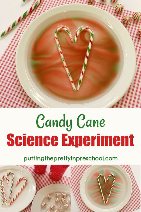 This easy-peasy candy cane science experiment shows immediate results and brings the WOW factor, perfect for little learners! Fizzing Candy Cane Experiment, Melting Candy Canes, Candy Cane Experiment Preschool, Candy Cane Science Preschool, Candy Cane Activities For Kindergarten, Candy Cane Experiment For Kids, Candy Cane Activities For Preschool, Candy Cane Crafts For Kids, Christmas Science Experiments For Kids