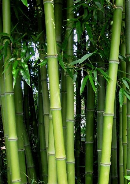 Bamboo Photoshoot, Chinese Bamboo Tree, Aesthetic Bamboo, Bamboo Aesthetic, Root Barrier, Bamboo Hedge, Phyllostachys Nigra, Giant Bamboo, Clumping Bamboo