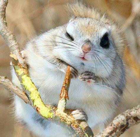 Hogwarts Pets, Cute Flying Squirrel, Japanese Squirrel, Japanese Flying Squirrel, Top 10 Facts, Flying Squirrels, Japanese Animals, Tattoo Nature, Wild Animals Photography