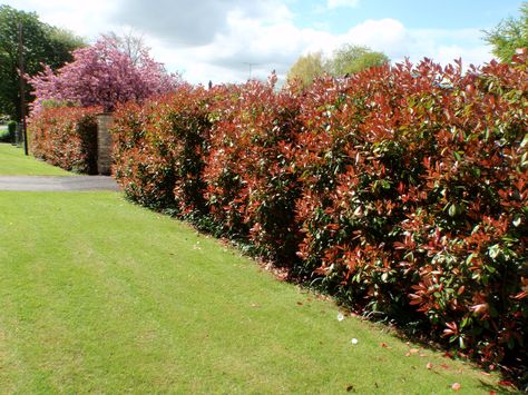 I replanted some of the Photinia "Red Robin" from my show garden in 2006 for a hedge on a busy road. Everedge Corten, Red Tip Photinia Privacy Fence, Photinia Red Robin Hedge, Red Robin Hedge, Griselinia Hedge, Photinia Red Robin Trees, Red Tip Photinia, Photinia Red Robin, Evergreen Hedge