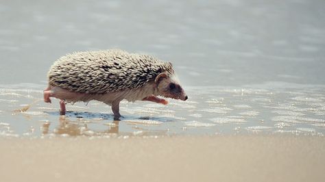 Hedgie's day at the beach. Happy Hedgehog, Hedgehog Pet, Cute Hedgehog, Cute Creatures, Cuteness Overload, Animals Friends, Beautiful Creatures, Pet Birds