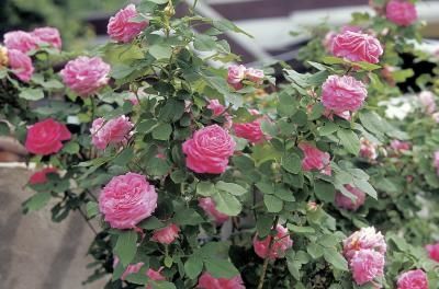 How to Care for William Baffin Roses Rose Of Sharon Bush, Roses Garden Care, Rose Fertilizer, Knockout Roses, Rose Cuttings, Growing Tomatoes In Containers, Rose Bushes, Rose Care, Spider Mites