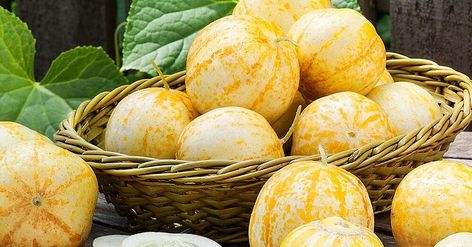 Easy To Grow Fruits, Lemon Cucumbers, Dirt Therapy, Cucumber Gardening, Cucumber Varieties, Lemon Plant, How To Grow Lemon, Lemon Cucumber, Cucumber Plant