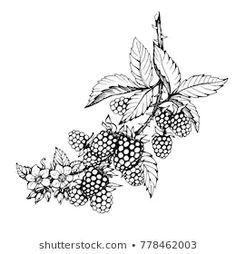 Blackberry Drawing Images, Stock Photos ... Berry Tattoo, Blackberry Tattoo, Blackberry Fruit, Vine Drawing, Fruit Tattoo, Black Berries, Branch Tattoo, Fruits Drawing, Vine Tattoos