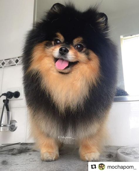 Kim Yeontan, Bts Dogs, Cute Fluffy Dogs, Cute Pomeranian, Psy I Szczenięta, Pomeranian Dog, Fluffy Dogs, Pomeranian Puppy