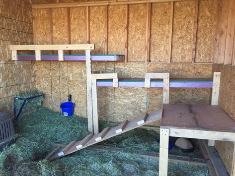 Buck Pen Goat, Goat Hut Ideas, Goat Stall Ideas, Goats Enclosure, Goat Feeding Station, Goat Platform, Goat Stalls In Barn, Goat Shelter Diy, Goat Pen Ideas Play Areas