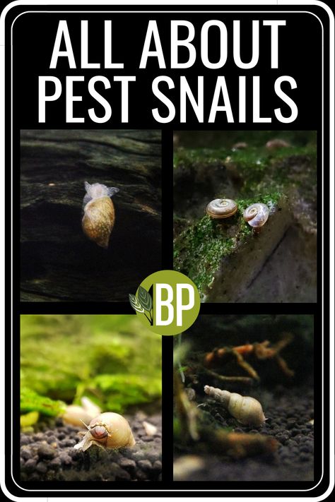 Snails in your aquarium? 🐌 Learn more about aquarium pest snail species, where they came from, and how to get rid of them! Although these mollusks can overpopulate and become unsightly, they are harmless! In fact, many 'pest' snails are a great as a clean-up crew for your planted aquarium. Click to learn more... Aquarium Snails Fish Tanks, Aquatic Snail Tank Ideas, Aquarium Snails Freshwater, Snail Aquarium Ideas, Snail Aquarium, Snail Species, Aquatic Snails, Snail Facts, Aquarium Snails