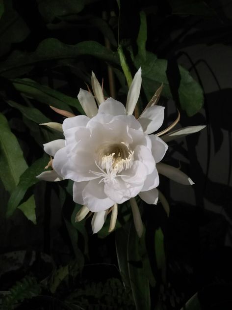 Epiphyllum Anguliger (Wijayakusuma) “Setiap orang yang menderita adalah karena ulahnya sendiri; karena perbuatannya sendiri. Jika tidak dalam hidup ini, seperti seorang bayi yang lahir cacat, maka dalam kehidupan sebelumnya.” -Hukum Sebab Akibat dan Reinkarnasi Brahma Kamal, Epiphyllum Anguliger, Epiphyllum Oxypetalum, Queen Of The Night, Indoor Greenhouse, Moon Flower, Cactus Flower, Cactus, Art Inspiration