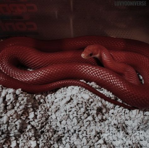 Red Snake Aesthetic, Snakes Aesthetic, Red Snakes, Snake Aesthetic, Red Snake, Aesthetic Red, Red Aesthetic, Snakes, Red Color