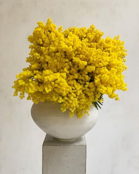 Mimosa. 3d Fabric Flowers, Chic Table Settings, Yellow Mimosa, Yellow Wedding Decorations, Chic Wedding Style, Apartment New York, Modern Floral Arrangements, Flowers In Vases, 3d Fabric