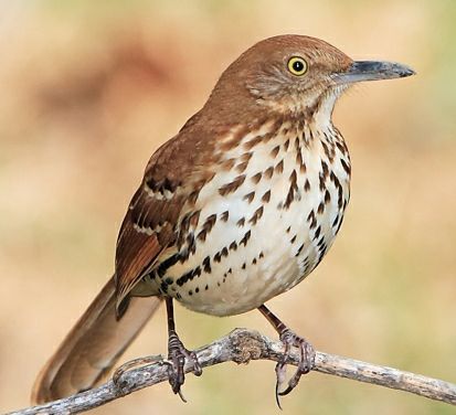 Brown Thrasher, Suet Feeder, List Of Birds, Brown Bird, Life List, State Birds, Georgia State, Bird Watcher, Wildlife Habitat