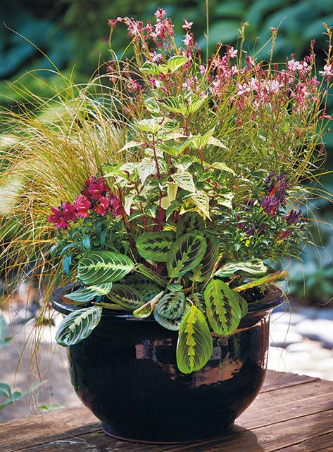 Summer container makeover: After some accidental over-watering, our containers needed rearranging. Check out our tips for revamping a dull container with house plants and perennials. Ficus Triangularis, Summer Containers, Patio Yard Ideas, Summer Planters, Summer Planter, Fall Container Gardens, Container Garden Design, Container Planting, Large Flower Pots