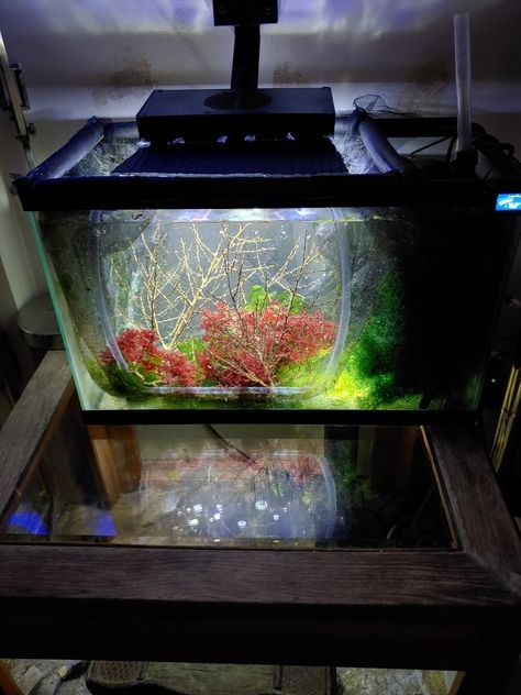 (1) Build Thread - Seahorse Tank Build update | REEF2REEF Saltwater and Reef Aquarium Forum Seahorse Aquarium, Seahorse Tank, Aquarium Lighting, Reef Aquarium, Seahorses, Thread, Swimming, Building