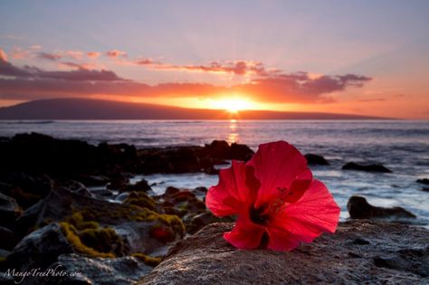 Red Hibiscus Sunset | Hawaii Pictures of the Day Hawaii Language, Hawaiian Words And Meanings, Hawaii Quotes, Hawaiian Phrases, Bon Sabbat, Hawaiian Quotes, Strand Wallpaper, Sunsets Hawaii, Hawaii Flowers