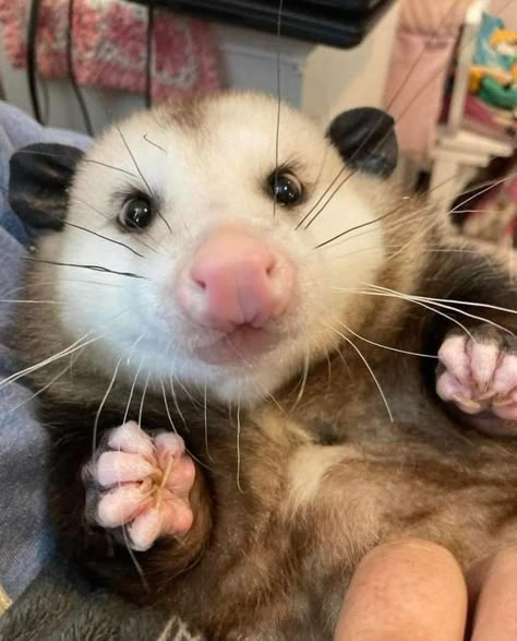 Possum Funny, Baby Possum, Awesome Possum, Cute Rats, Trash Panda, Pretty Animals, Silly Animals, Cute Animal Photos, Weird Animals