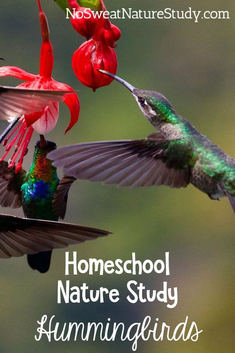 Hummingbird Nature Study Walk Challenge, Homeschool Nature Study, Bird Facts, Family Book, Nature Walk, Facts For Kids, Family Books, Free Preschool, How To Attract Hummingbirds