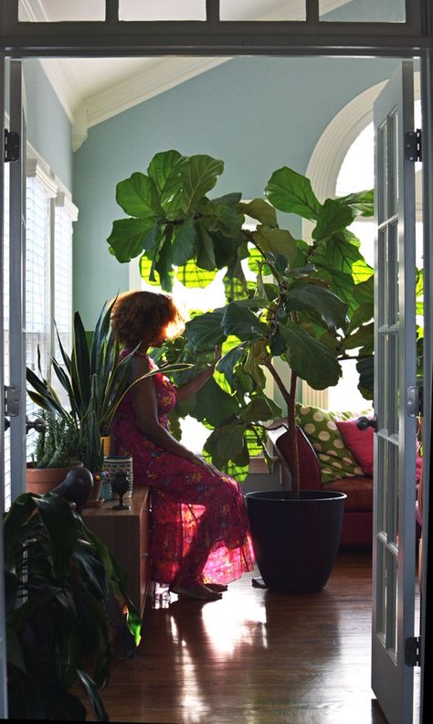 How I Care for My Fiddle Leaf Fig(Ficus Lyrata)- design addict mom #fiddleleaffig Ficus Lyrata Indoor, Fiddle Fig Tree, Fiddle Leaf Tree, Fiddle Fig, Ficus Lyrata, Fiddle Leaf Fig Tree, Indoor Trees, Fiddle Leaf, Fiddle Leaf Fig