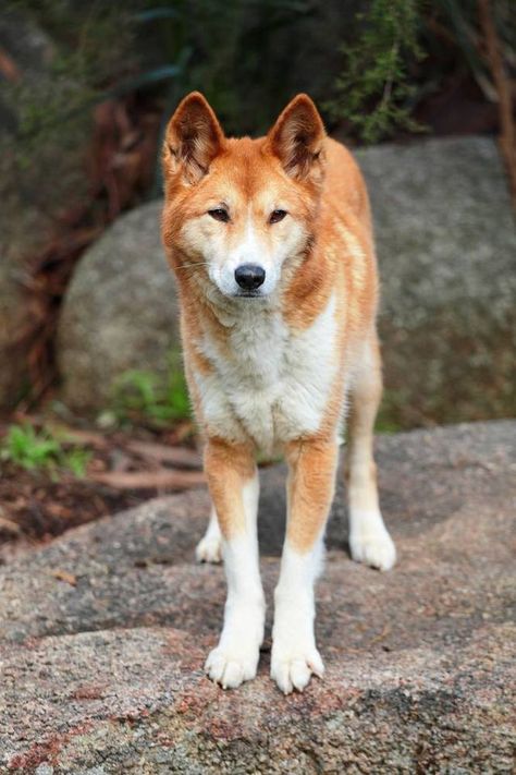 Australian Dog Breeds, Animals Australia, Canaan Dog, Carolina Dog, Wild Dog, Love My Dog, Dog Facts, Snow Dogs, Rare Animals