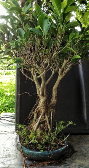 Ficus microcarpa chop – Adam's Art and Bonsai Blog Moving To Arizona, Ficus Microcarpa, Bonsai, A Man, Arizona, Plants, Art