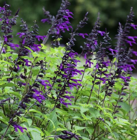 Summer Planting, Purple Salvia, Interesting Plants, Sarah Raven, West Facing Garden, Flower Landscape, Back Garden, Late Summer, Healthy Plants