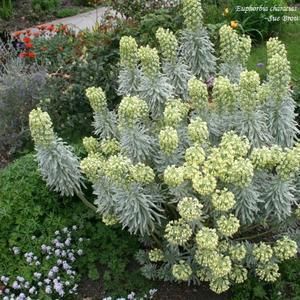 Euphorbia characias ssp. wulfenii 'Tasmanian Tiger' Euphorbia Characias, Bell Gardens, Tiger Images, Tasmanian Tiger, Variegated Plants, Sun Plants, Plant Identification, Parts Of A Plant, Attract Butterflies