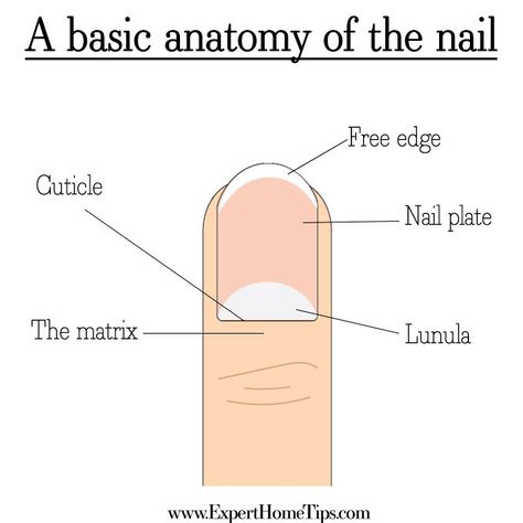 How to grow long, strong nails, the natural way! Anatomy Nails, Nail Info, Nail Anatomy, Nail Education, Nail Tech School, Nail School, Grow Nails Faster, Business Nails, Nail Academy