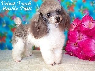 Teacup Poodle Male and Tiny Toy Poodle Teacup Poodle Full Grown, Toy Poodle Full Grown, Micro Teacup Poodle, Micro Poodle, Eyebrows Pencil, Teacup Poodles For Sale, Toy Poodles For Sale, Tiny Toy Poodle, Teacup Poodles