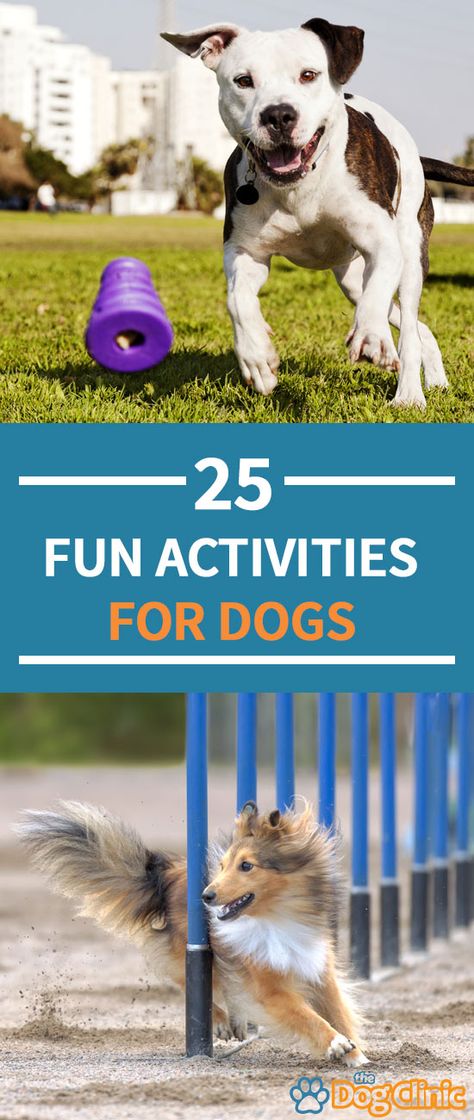 25 Fun Things to Do With Your Dog! Activities For Dogs Outdoor, Senior Dog Activities, Things To Do With My Dog, Activities To Do With Dogs, Dog Games Outdoor, Fun Activities To Do With Your Dog, Outdoor Dog Activities, Doggie Daycare Activities, Dog Date Ideas